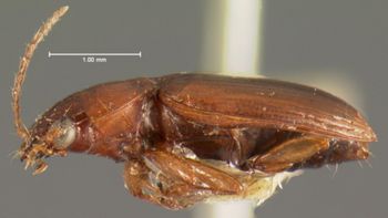 Media type: image;   Entomology 5941 Aspect: habitus lateral view